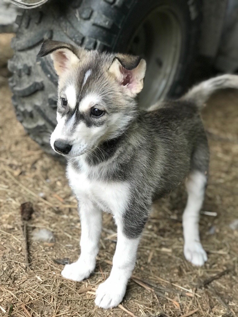 KC Registered Siberian Husky puppies in Keith, Moray Gumtree