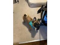 7mo Pug/French Bulldog puppy needs a new home