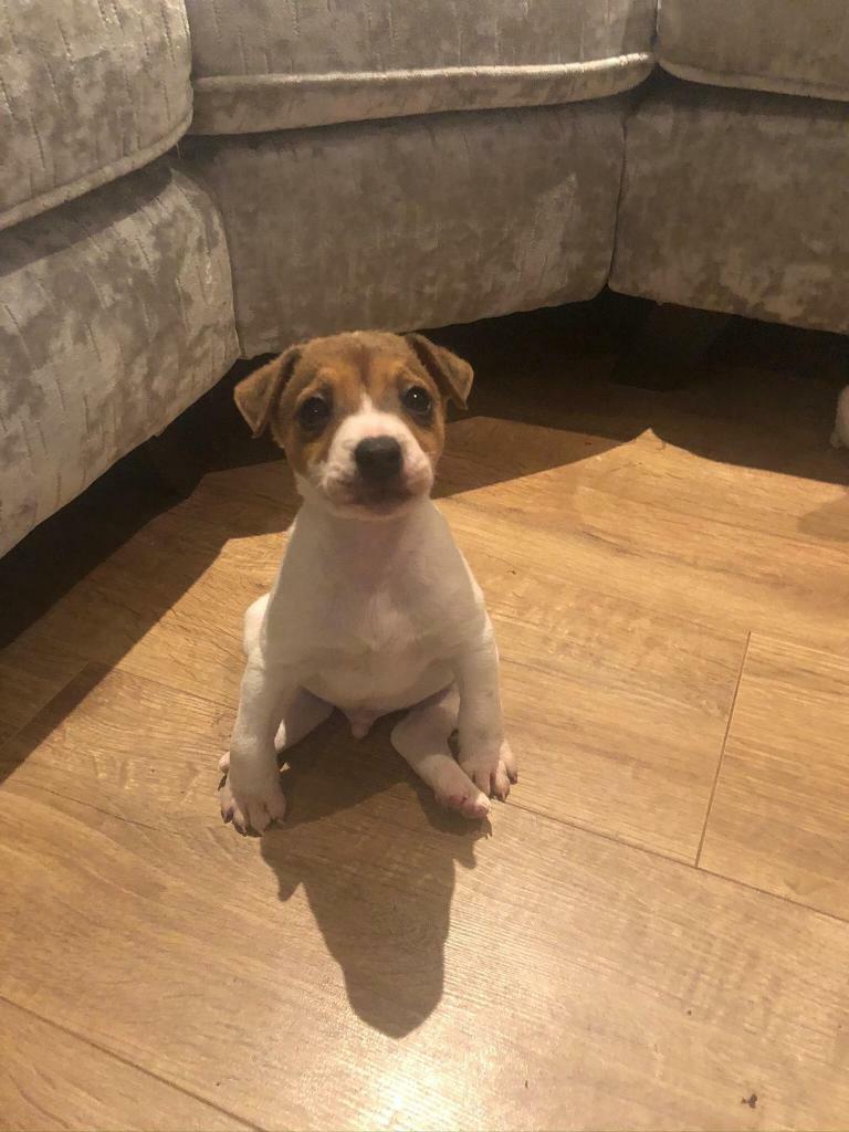 Jack Russell Puppies For Sale in Dundee Gumtree