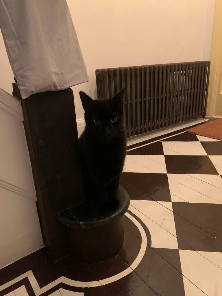 Cat to give away in Wanstead, London Gumtree