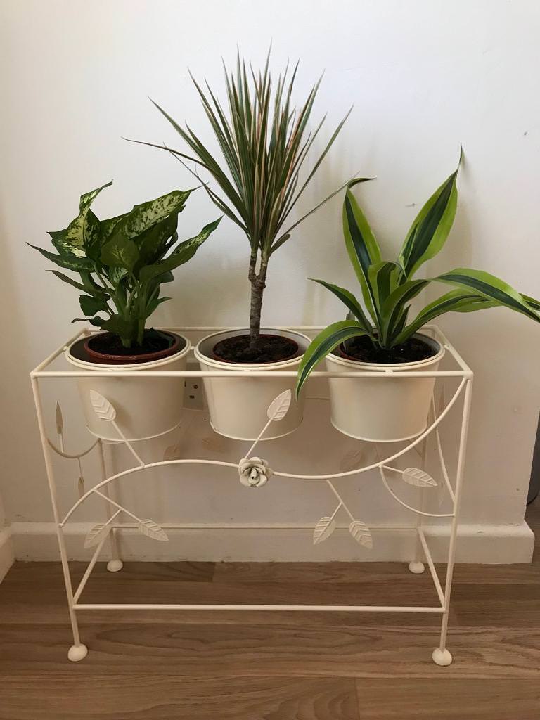 CREAM ORNATE PLANT STAND INC PLANTS in Exminster, Devon Gumtree