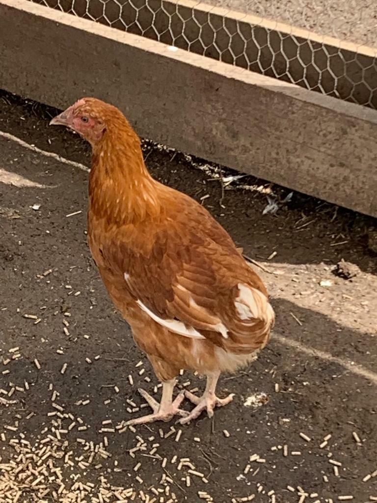 Warren Pullet hens 14 weeks old in Almondsbury, Bristol Gumtree