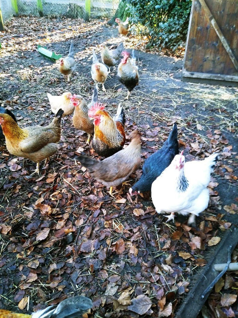 Cockerels and Hens for sale in Leslie, Fife Gumtree