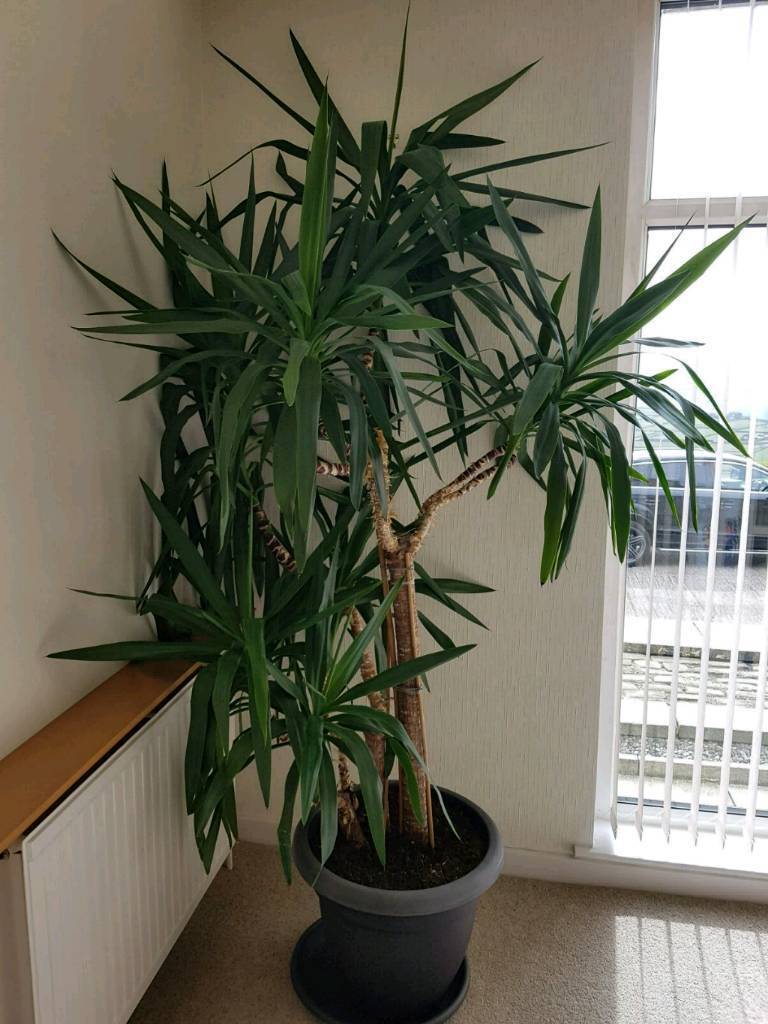 Yucca Tree  Indoor Tall 7ft Exotic Tropical House  Plant  