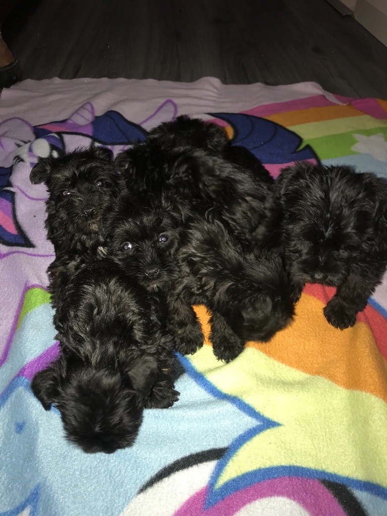 Black Miniature Schnauzer Pups IKC Reg For Sale in Belfast City