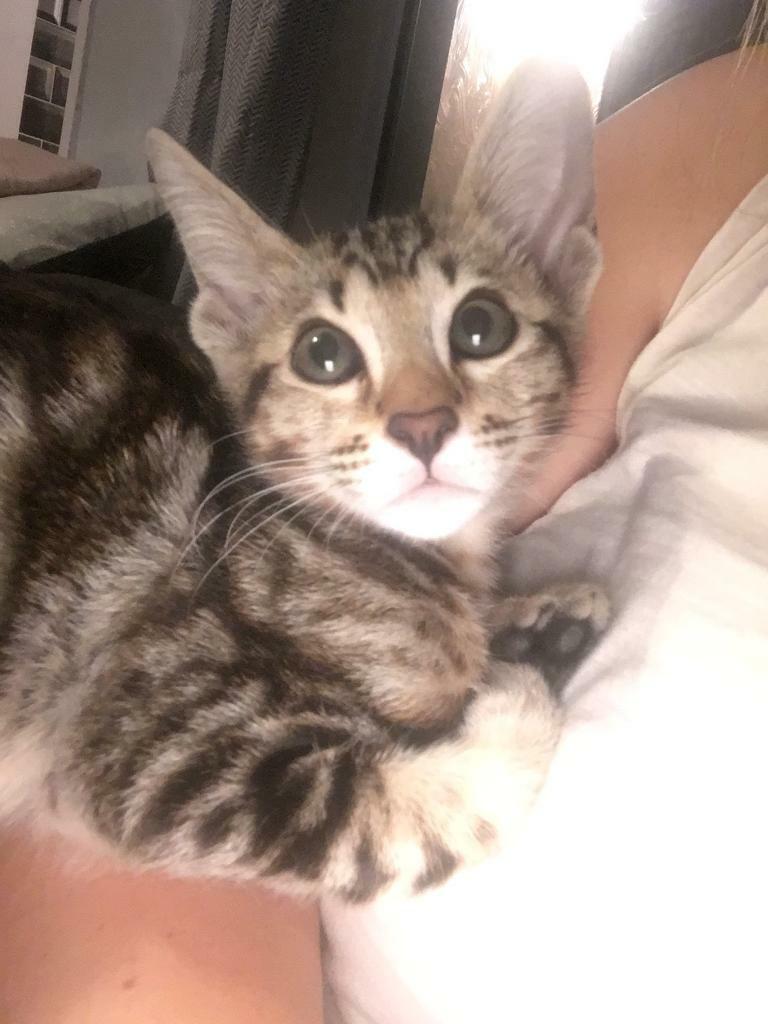 Bengal kitten for sale 10 weeks old in Clifton, Nottinghamshire Gumtree