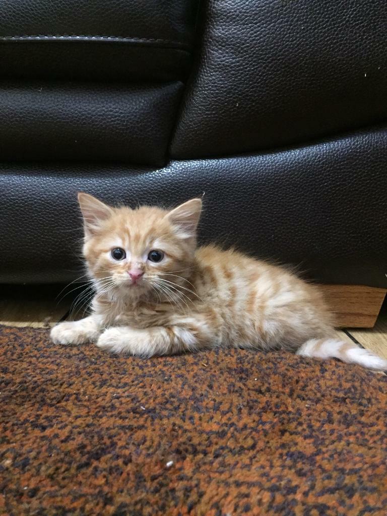 Cute Kittens for Sale in Ladbroke Grove, London Gumtree