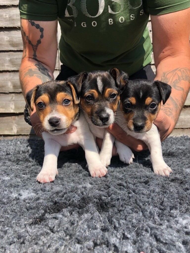 Stunning tri colour Jack Russell pups in Pontefract, West Yorkshire