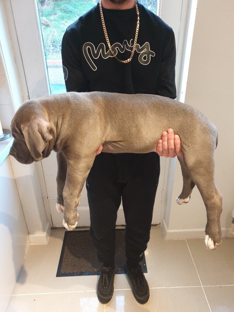 American Bully XL ABKC Tri Carriers in Newport Gumtree