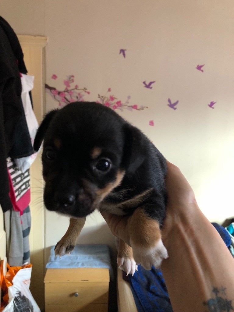 Jack Russell X Chihuahua Puppies For Sale! in South East London
