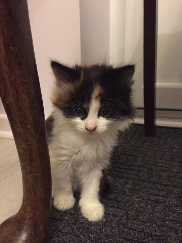 5 beautiful kittens in WestcliffonSea, Essex Gumtree