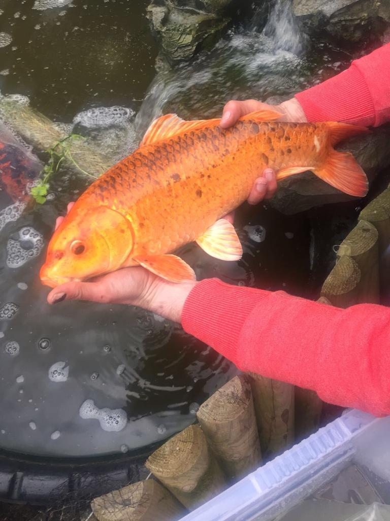 Koi carp goldfish pond fish in Walsall, West Midlands Gumtree