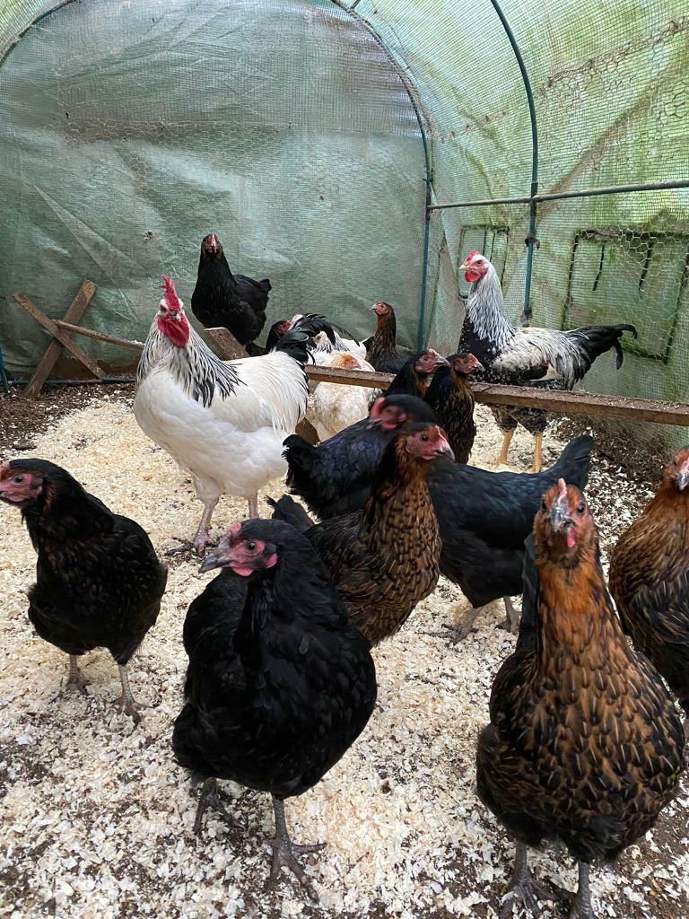 Point of lay Chickens in Waltham, Lincolnshire Gumtree