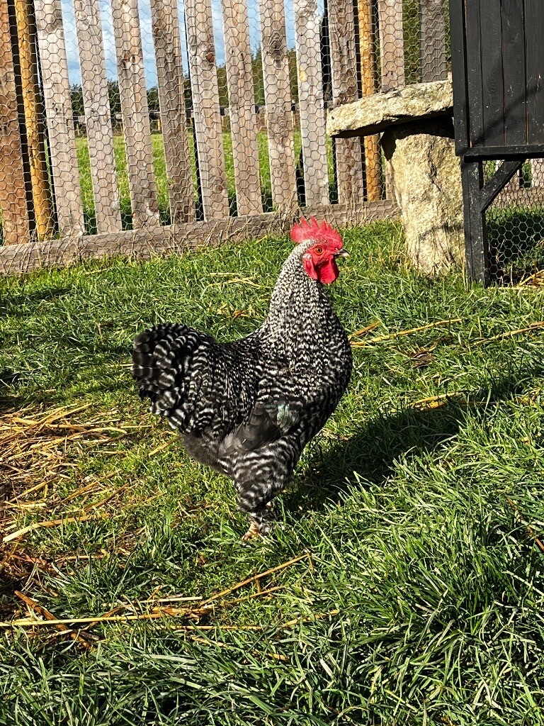 Peckham Bantam Bantam Cockerels In Winkleigh Devon Gumtree
