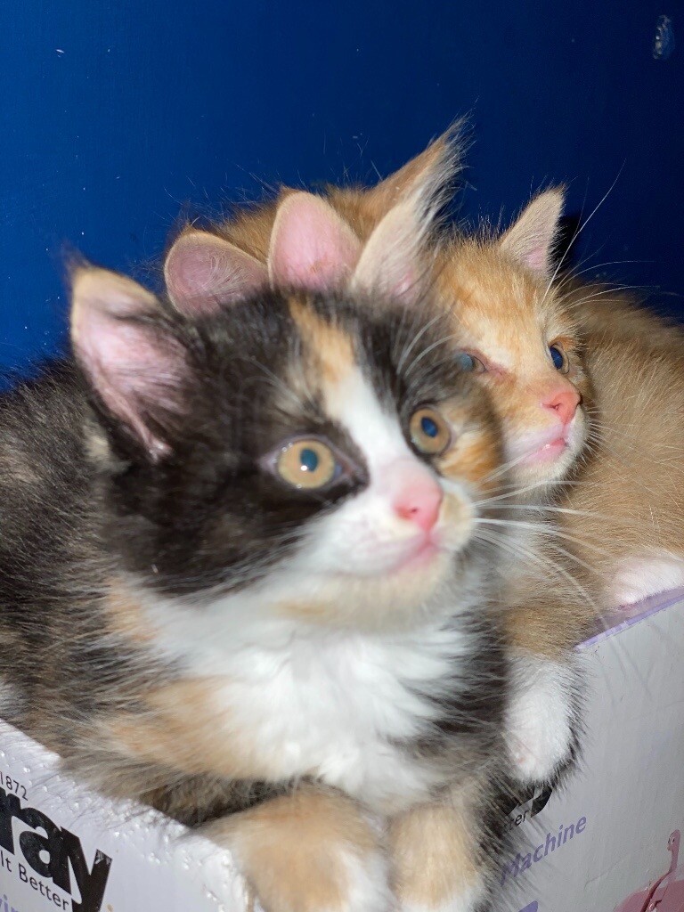 Kittens for sale | in Newcastle-under-Lyme, Staffordshire | Gumtree