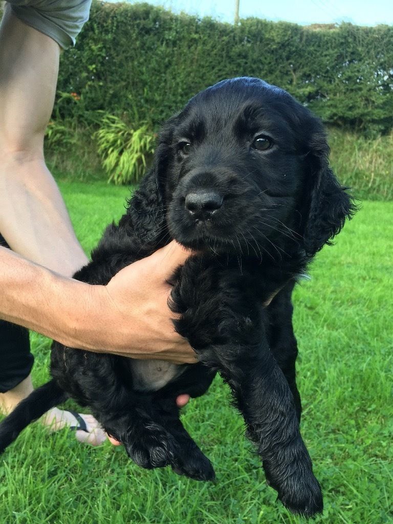 Black cocker spaniel puppies 4 girls left in Keith, Moray Gumtree