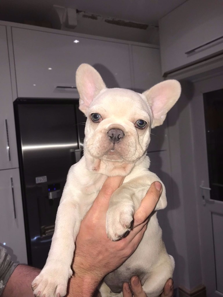 SENSIBLE OFFERS?? FRENCH BULLDOG PUPPY'S, CHAMPAGNE PLATINUM CREAM ...