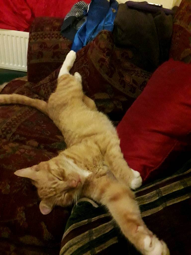 Cat needing a rescue home in Bury St Edmunds, Suffolk Gumtree