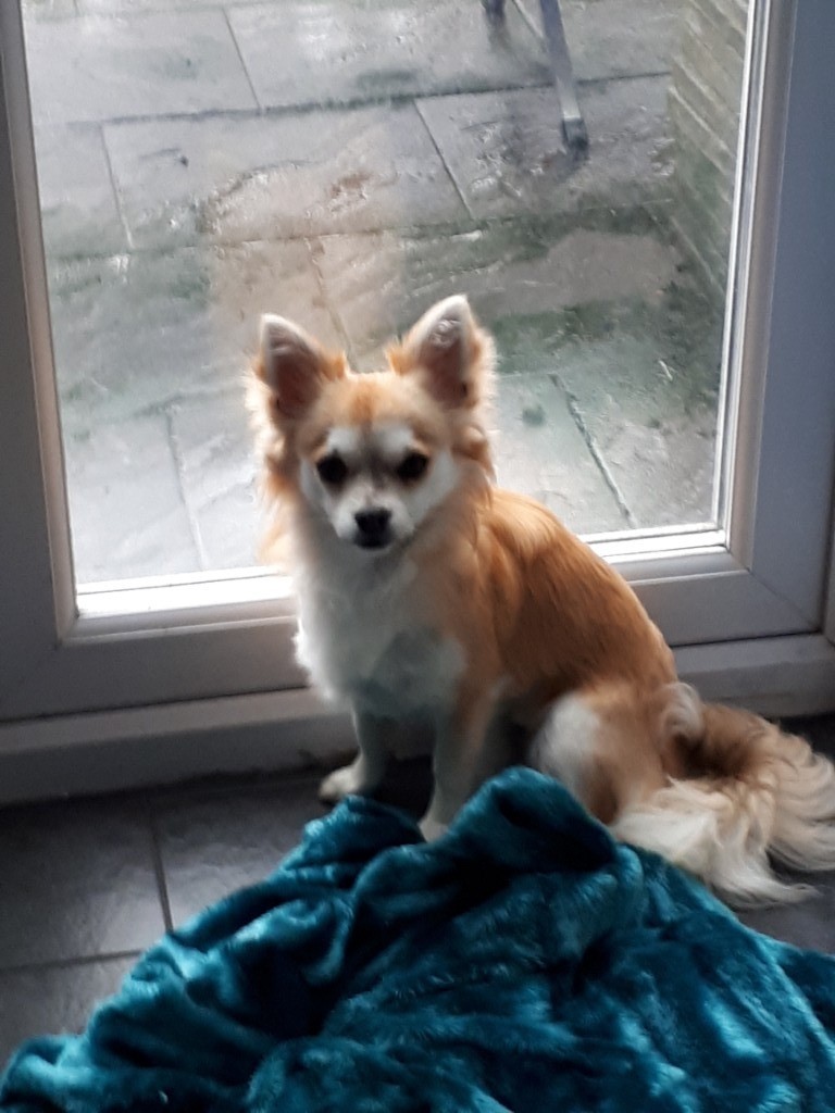 Gorgeous 10 Month Old Long Hair Male Chihuahua In Aberdare