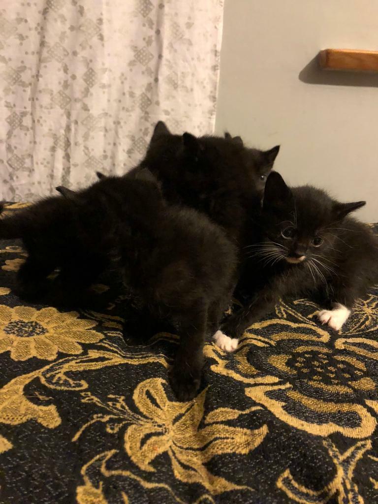 Kittens for sale in Jaywick, Essex Gumtree