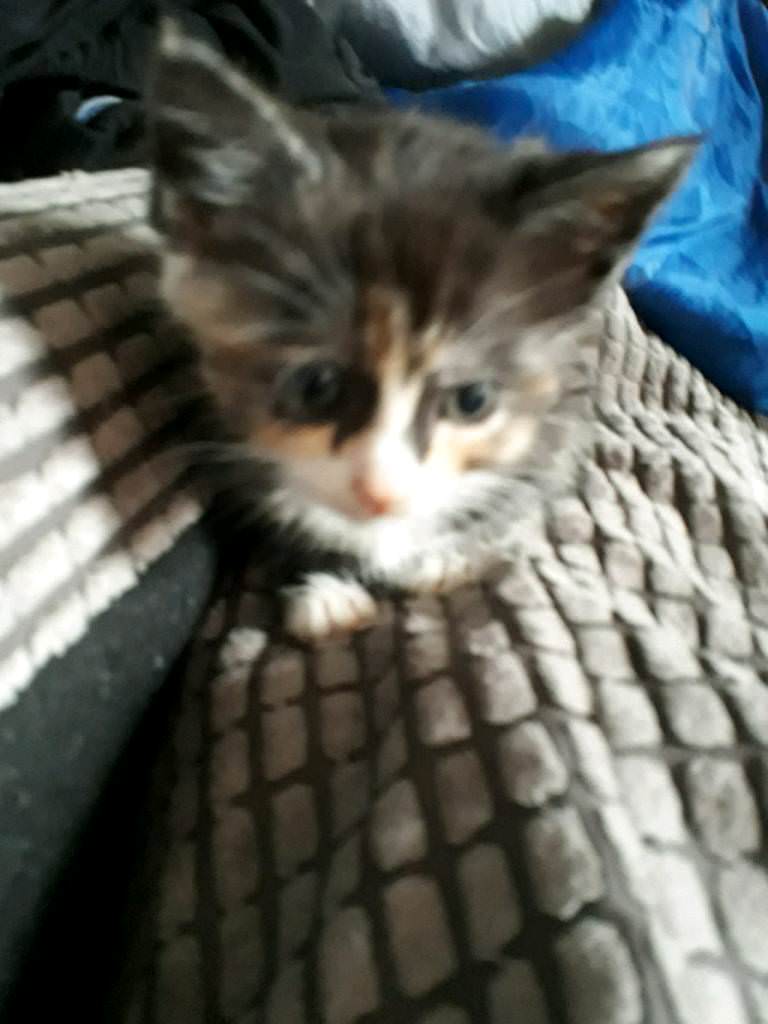 Calico(black , white and ginger) kittens for sale in Kearsley