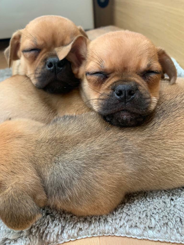 jug puppies for sale in Chichester, West Sussex Gumtree
