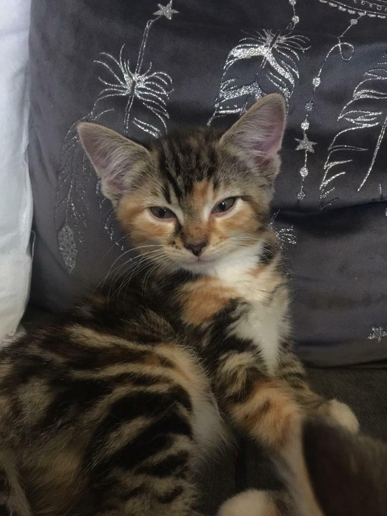 Kittens in Ayr, South Ayrshire Gumtree