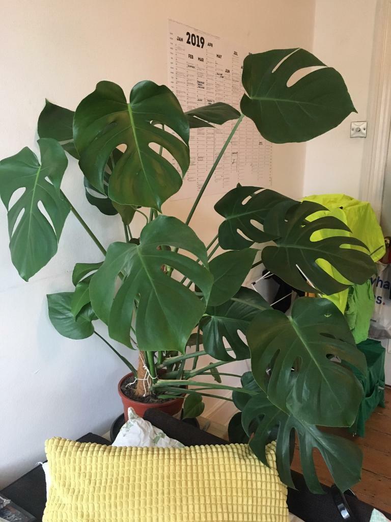 Large healthy Monstera plant in Clapham, London Gumtree