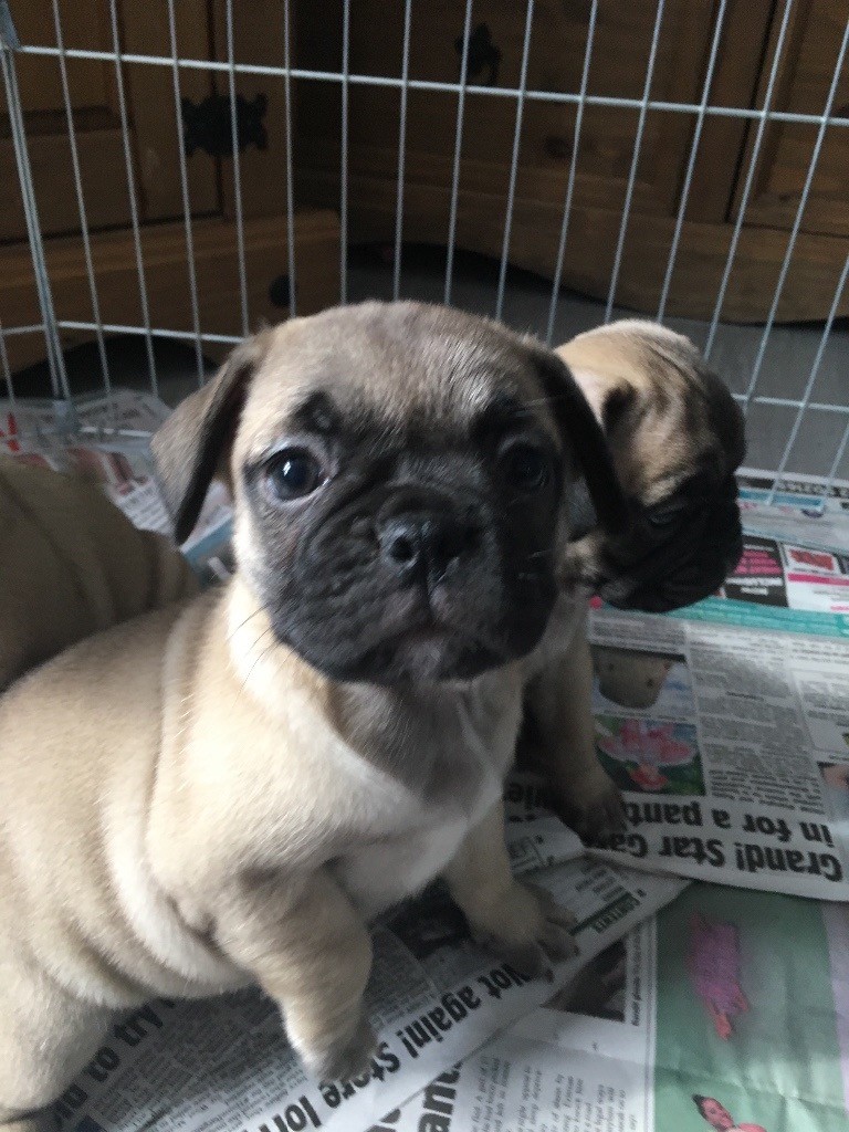 French bulldog x pug (frug) in Sandwell, West Midlands Gumtree