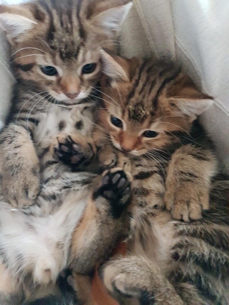 Beautiful Bengal and Ragdoll Mixed beauties in Finsbury Park, London