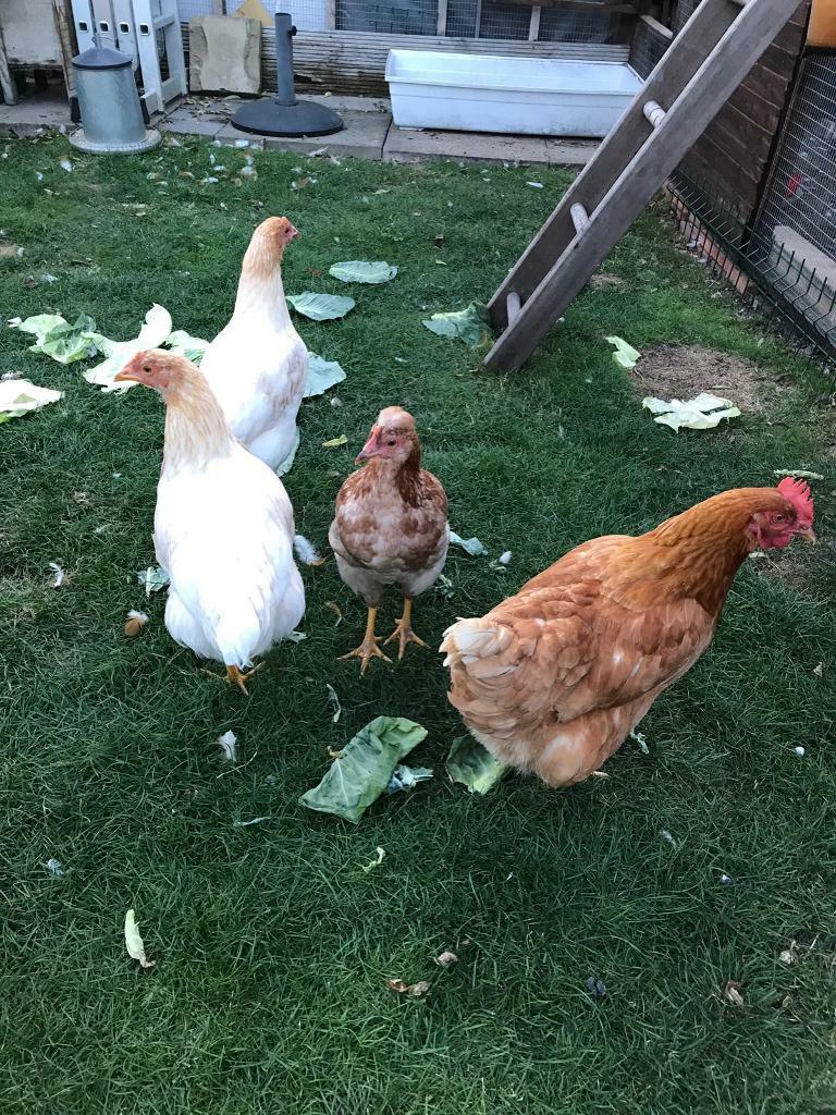Chickens Hens Pullets in Wootton, Bedfordshire Gumtree