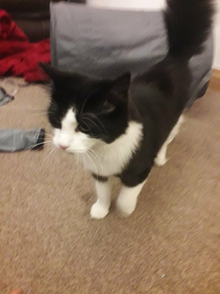 Black And White Long Haired Kitten Around 6 7 Months Old In