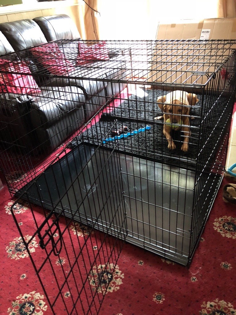 Xxl 48 inch dog crate excellent condition in Swindon, Wiltshire Gumtree