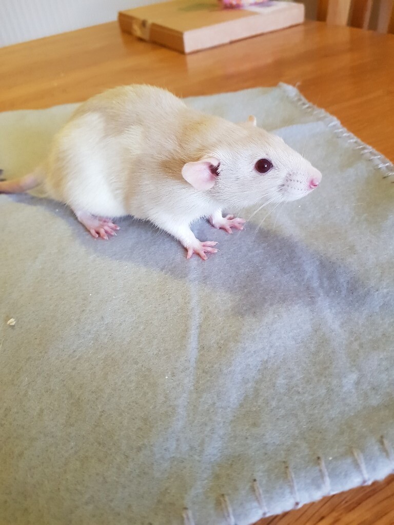 Dumbo rats in Camelford, Cornwall Gumtree