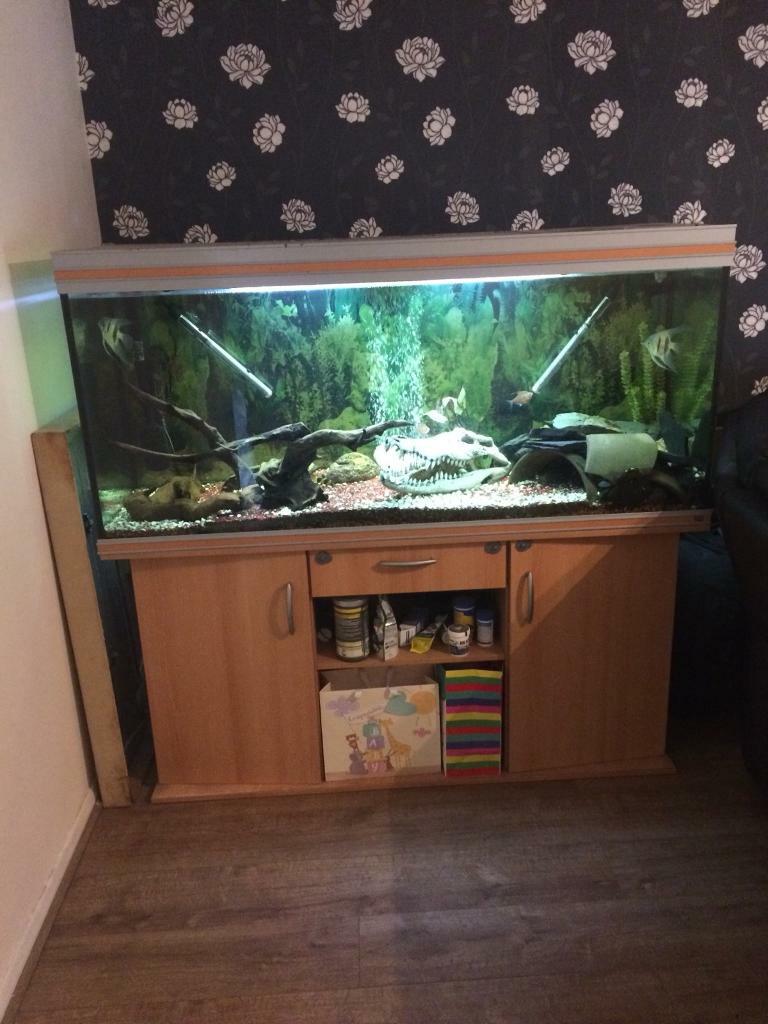 450 Litre Tropical Fish Tank Set Up Fluval Fx6 in Bournemouth, Dorset