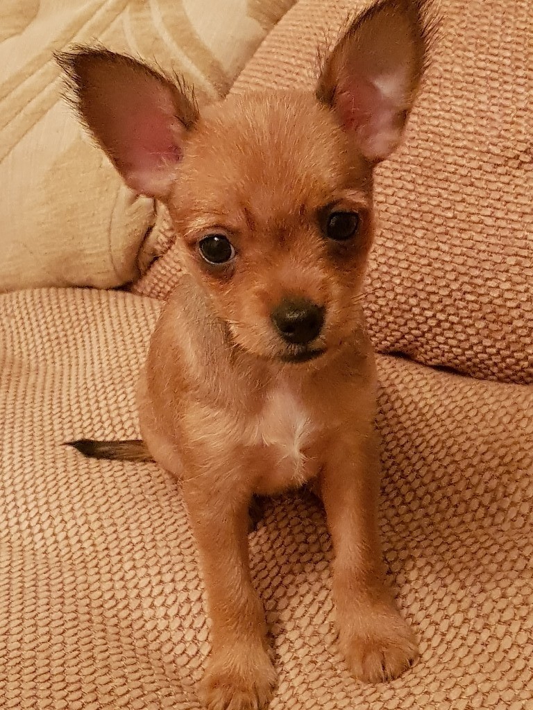 Jack Russell x chihuahua in ClactononSea, Essex Gumtree