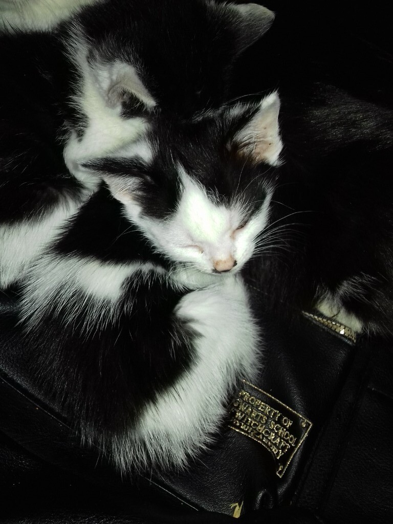 Kitten's for sale | in Denton, Manchester | Gumtree