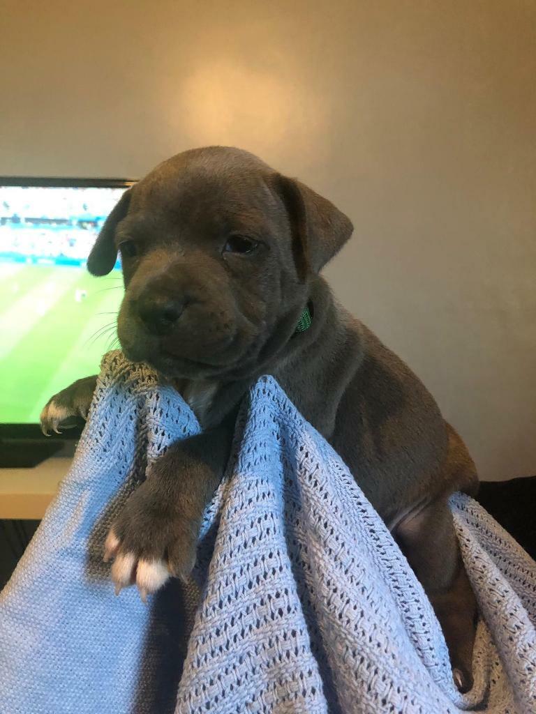Blue Staffordshire bull terrier pups in Manchester Airport