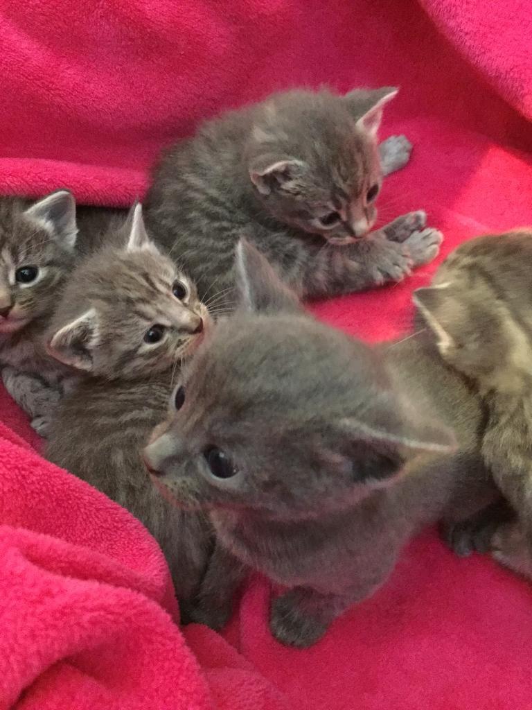 Bengal x Russian blue kittens in Denton, Manchester Gumtree