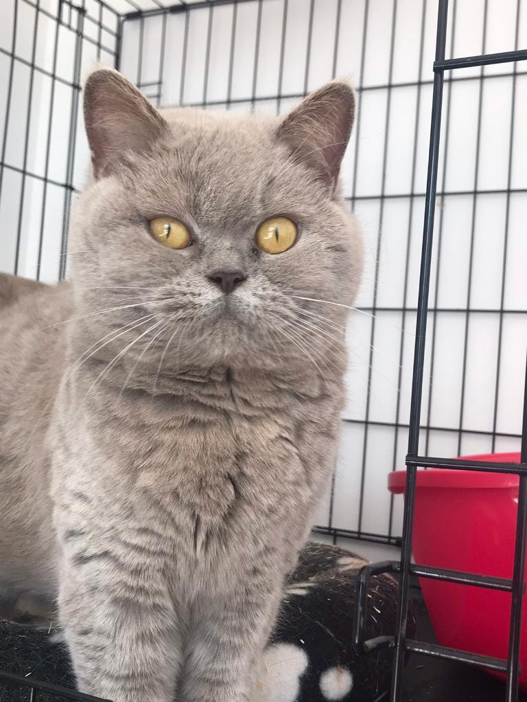 Male & female British blue short hair cats for sale young adults in