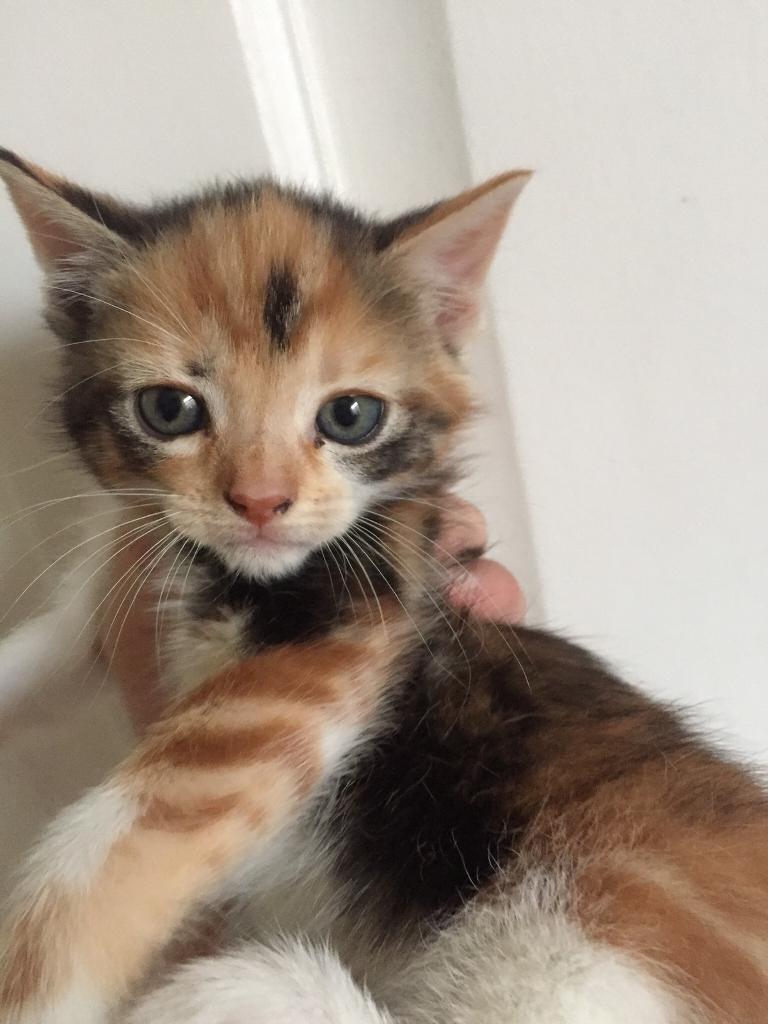 Maine Coon Cross Burmese Cross Norwegian Kitten For Sale in