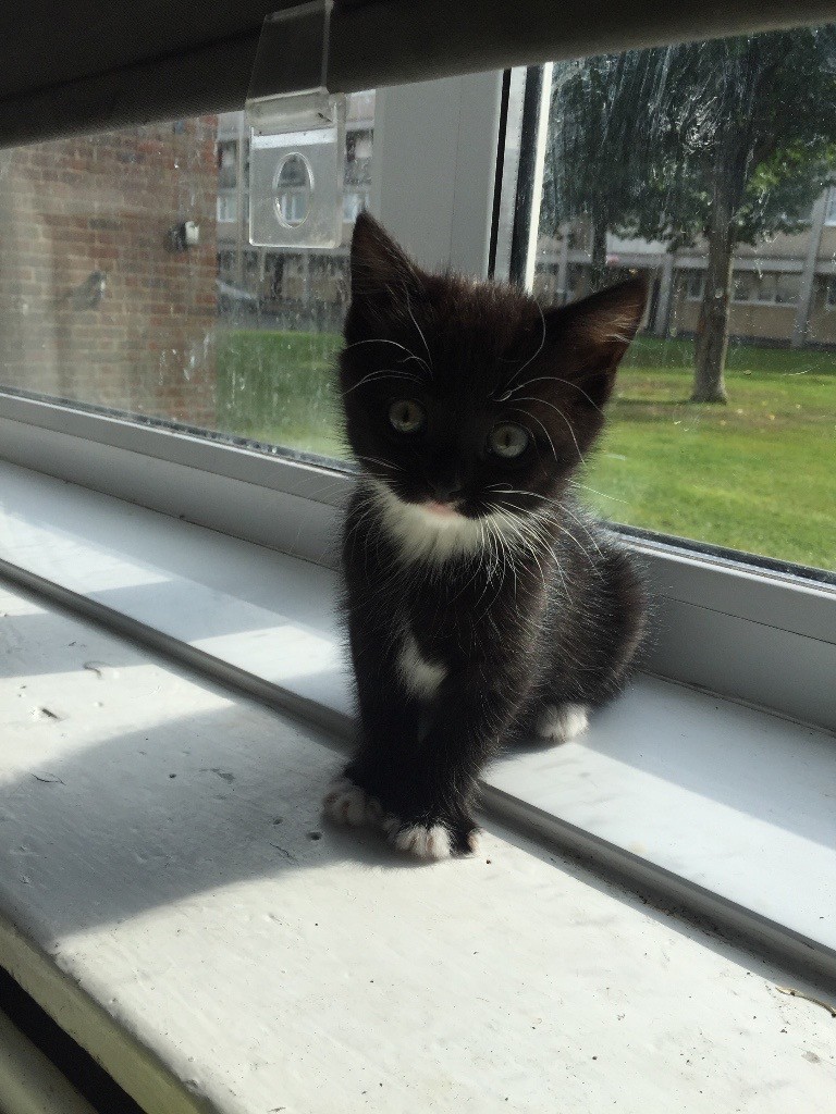 Maine Coon Black And White Kittens | in Oval, London | Gumtree