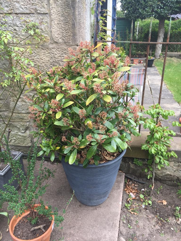 Large established shrub plant in Edinburgh City Centre, Edinburgh