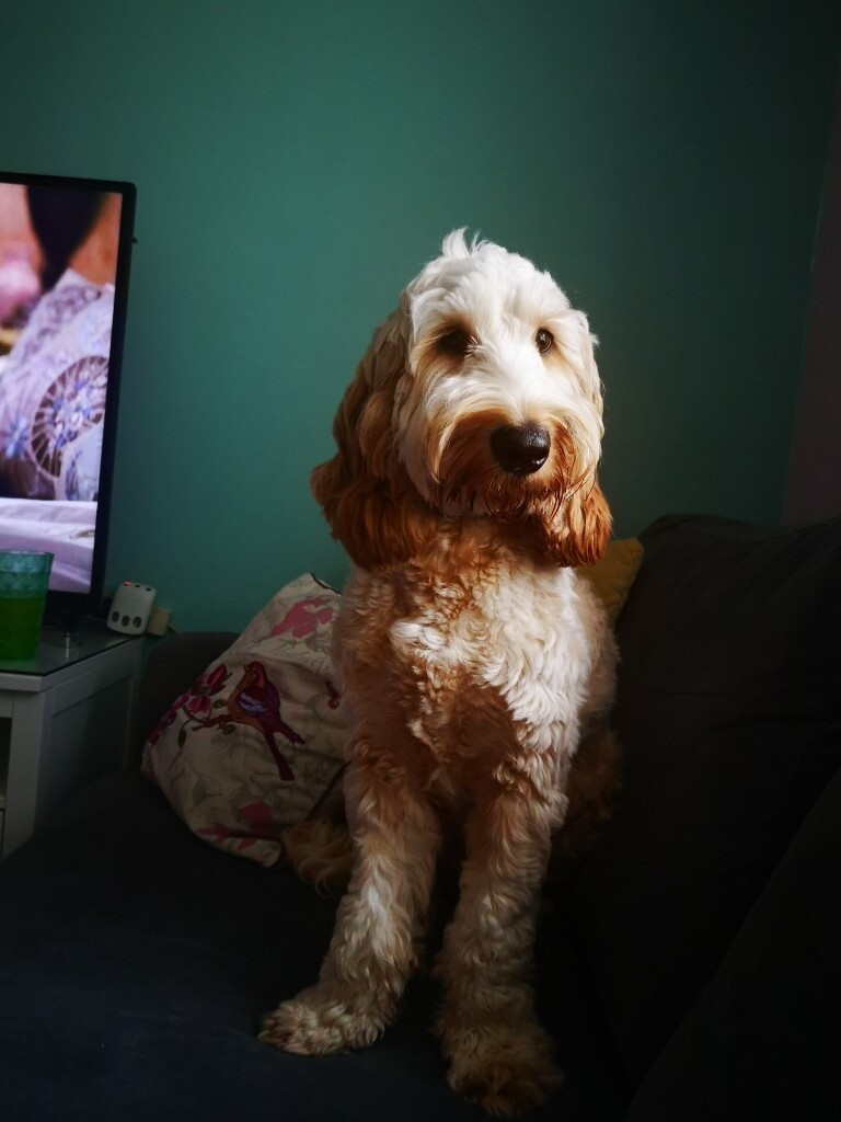 Cockapoo 10 month old toilet trained male puppy dog for sale in Porth