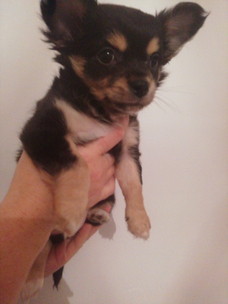 One beautiful cute apple dome head chiwaha pup | in Haverfordwest