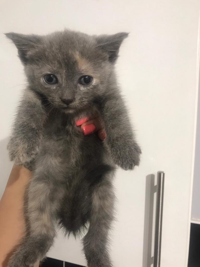 British shorthair blue & cream female kitten in Bury, Manchester