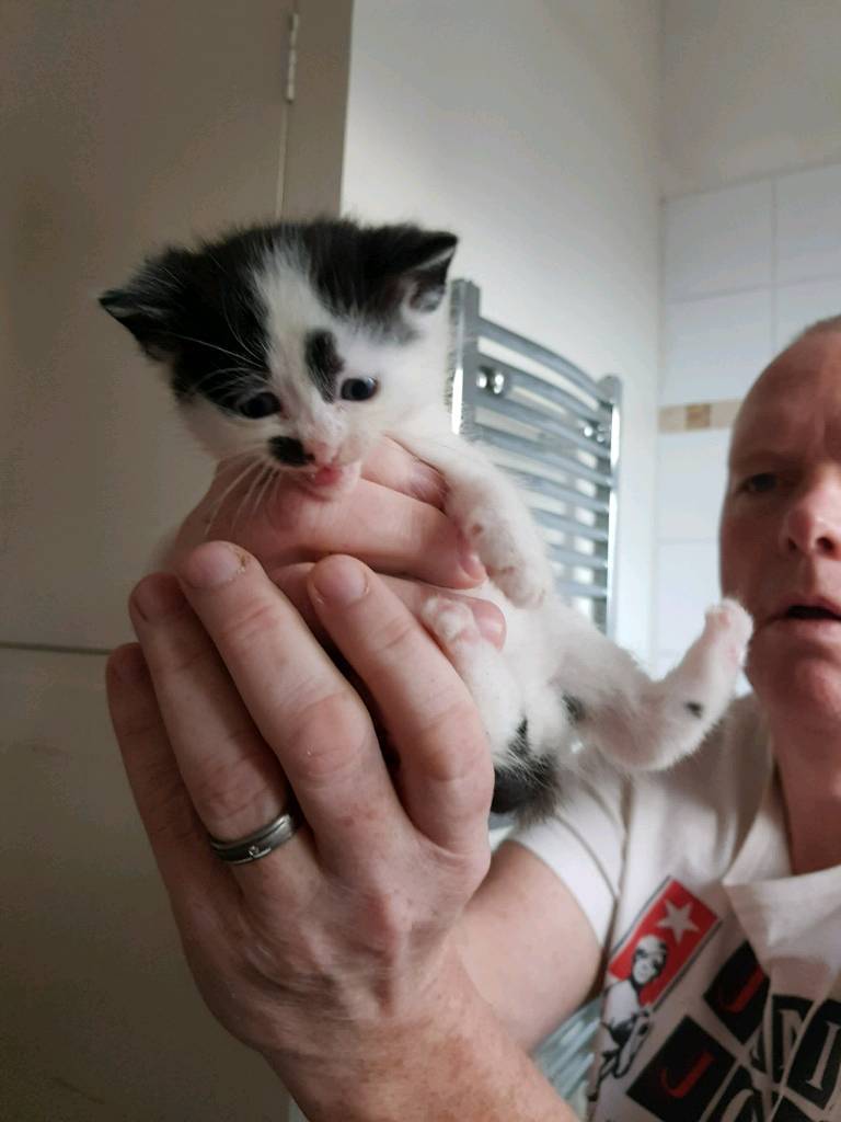 Kittens sold in Chorley, Lancashire Gumtree