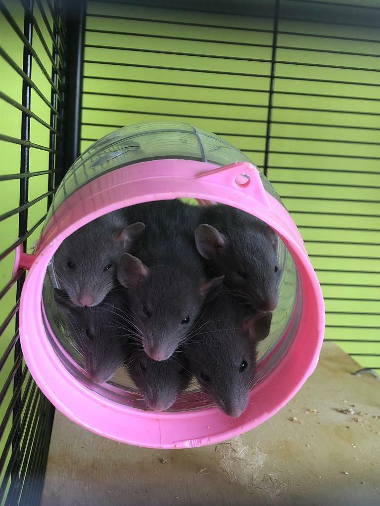 Baby Dumbo Rats 2 females left in Frampton Cotterell, Bristol Gumtree