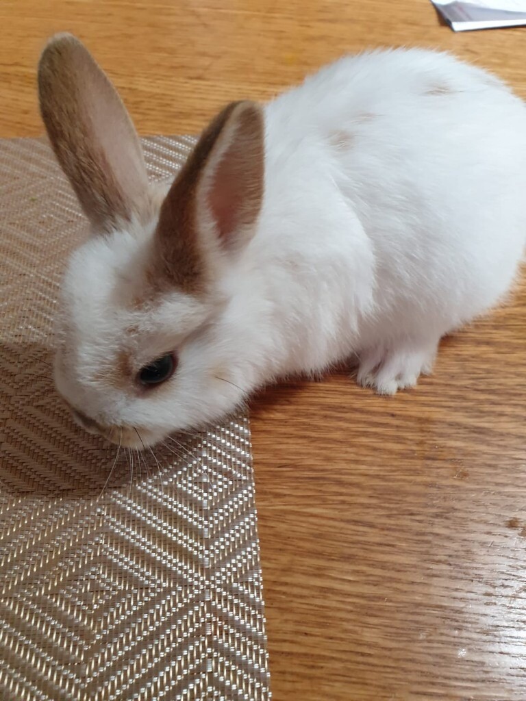 baby bunnies for sale in Southside, Glasgow Gumtree