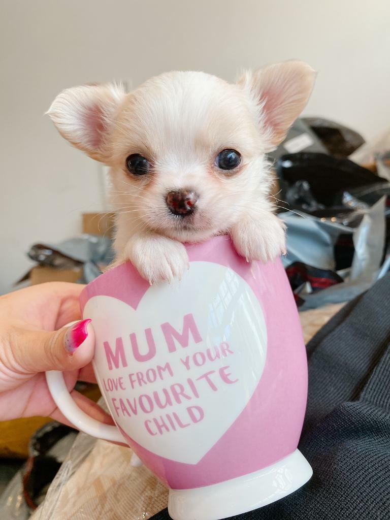 Super fluffy teacup chihuahua in Haxby, North Yorkshire Gumtree